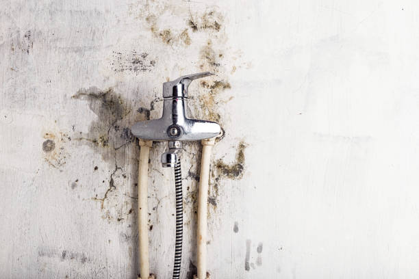 Best Mold Removal Near Me  in Newton, NC