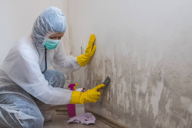 Best Mold Damage Repair  in Newton, NC