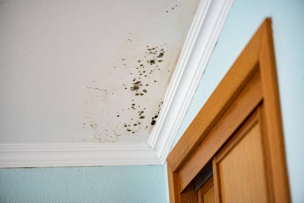 Best Mold Testing  in Newton, NC