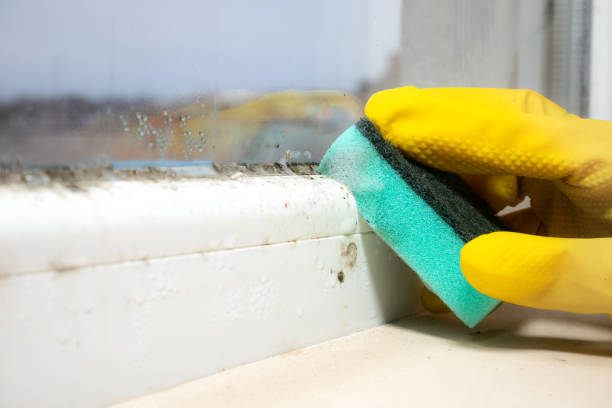 Best Black Mold Removal  in Newton, NC