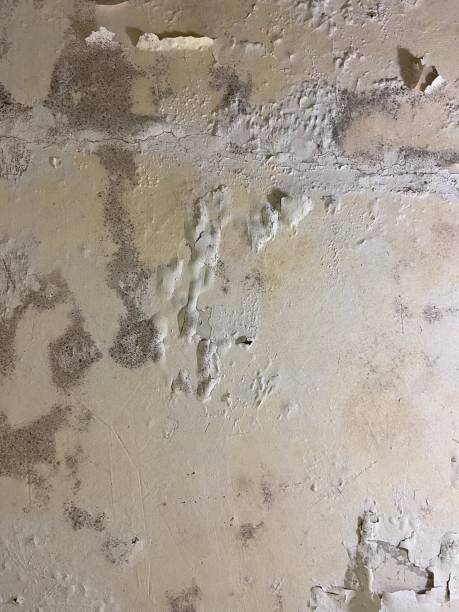Best Local Mold Removal Service  in Newton, NC