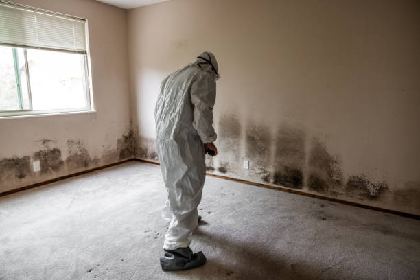 Best Attic Mold Removal  in Newton, NC