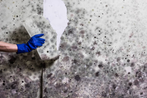 Best Fast Mold Removal  in Newton, NC