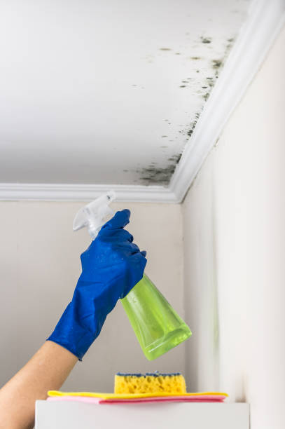 Home Mold Removal in Newton, NC