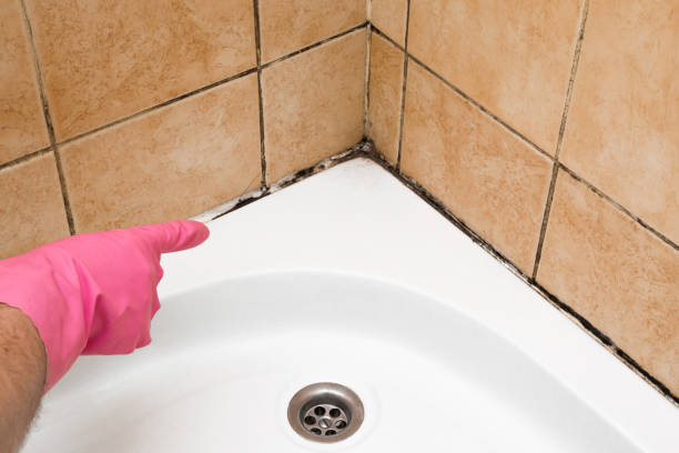 Best Mold Removal Company Near Me  in Newton, NC