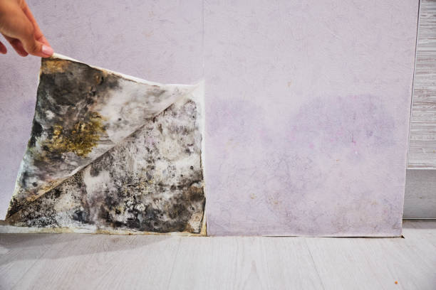 Best Mold Removal Company Near Me  in Newton, NC